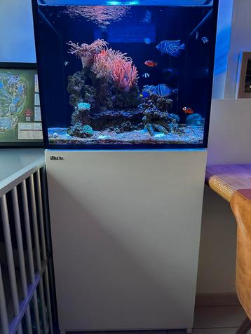 Red Sea reefer 170 G2 beschikbaar voor biedingen