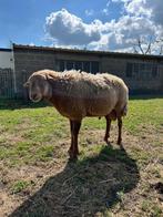 Houtlandschaap ram, Mannelijk, Schaap, 3 tot 5 jaar