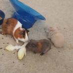 Cavia, Dieren en Toebehoren, Knaagdieren, Mannelijk, Cavia
