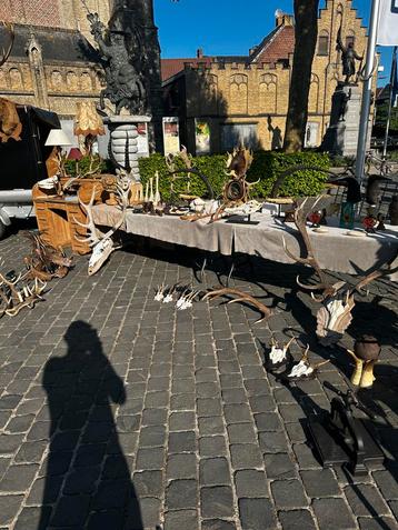 Oude jachttrofee curiosa taxidermie opgezette, Enlèvement ou Envoi