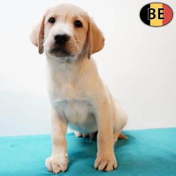 Labrador (Blond en Zwart) Belgische pups te koop beschikbaar voor biedingen