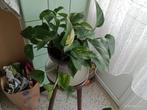 Plante verte intérieur pothos scindapsus epiprepnum, Maison & Meubles, Plantes d'intérieur, Ombre partielle, En pot, Plante verte
