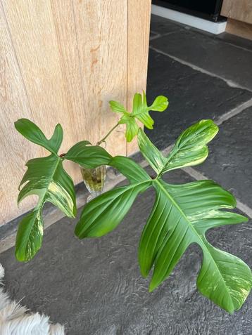 florida beauty variegata beschikbaar voor biedingen