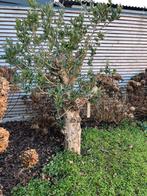 Olijfboom. In aalter, Tuin en Terras, Planten | Bomen, Ophalen, Olijfboom