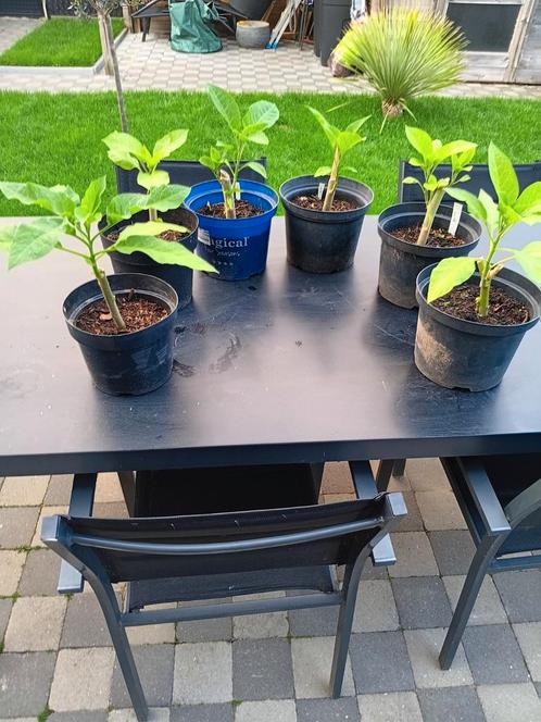 Brugmansia, Engelentrompet,Datura, Tuin en Terras, Planten | Tuinplanten, Ophalen