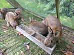 konijnen, Dieren en Toebehoren, Konijnen
