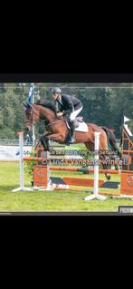 Springpaard, Dieren en Toebehoren, Paarden