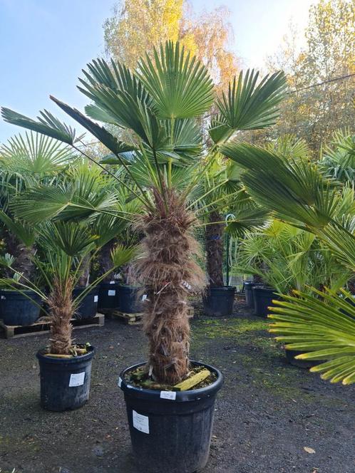 Palmboom Trachycarpus Wagnerianus - met extra stevige blader, Jardin & Terrasse, Plantes | Arbres, Palmier, Ombre partielle, Enlèvement