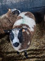 Baggerbonte bokken, Dieren en Toebehoren, Schapen, Geiten en Varkens