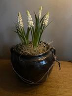 Stenen potje met witte muscari/ witte druifjes, Neuf, Enlèvement ou Envoi, ., .