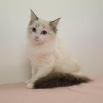 Ragdoll - kittens te koop, Meerdere dieren, Gechipt, 0 tot 2 jaar