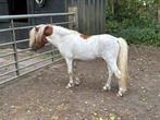 Hengst, BMP, NMPRS, minipaard, miniatuurpaard, pony, Dieren en Toebehoren, Pony's, Gechipt, Niet van toepassing, Hengst, A pony (tot 1.17m)