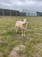 Melkschaap - ooi, Dieren en Toebehoren, Schapen, Geiten en Varkens, Schaap