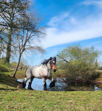 Brabander- Belgisch trekpaard, Dieren en Toebehoren, Paarden, Hengst, Tuigpaard, Gechipt, 3 tot 6 jaar