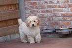 Chiots caniches nains (caniche nain), Caniche, Plusieurs, Parvovirose, Belgique