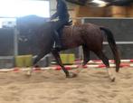 Brave allrounder, Dieren en Toebehoren, Paarden, Springpaard, Ruin, Zadelmak, 3 tot 6 jaar