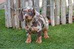 Kortharige dwerg teckel pups met stamboom (choco en gevlekt), Dieren en Toebehoren, België, CDV (hondenziekte), 8 tot 15 weken