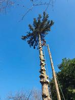 Elagueur grimpeur  abattage arbres dangereux, Services & Professionnels
