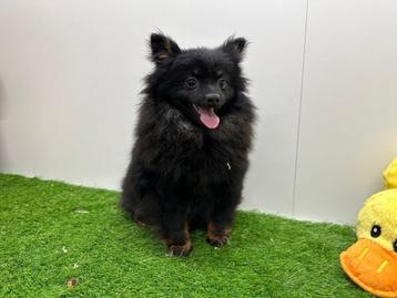 Dwergkeeshond puberpups beschikbaar voor biedingen