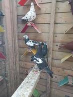 Jonge pietrain postduif, Dieren en Toebehoren, Meerdere dieren, Postduif
