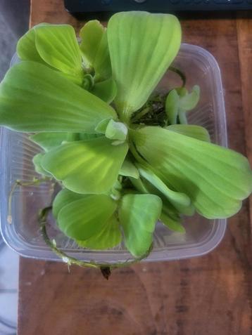 Mosselplantjes beschikbaar voor biedingen