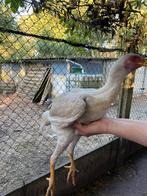 Shamo x maleier, Dieren en Toebehoren