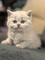 Brits korthaar met stamboom, Dieren en Toebehoren, Katten en Kittens | Raskatten | Korthaar, Poes, Met stamboom, 0 tot 2 jaar