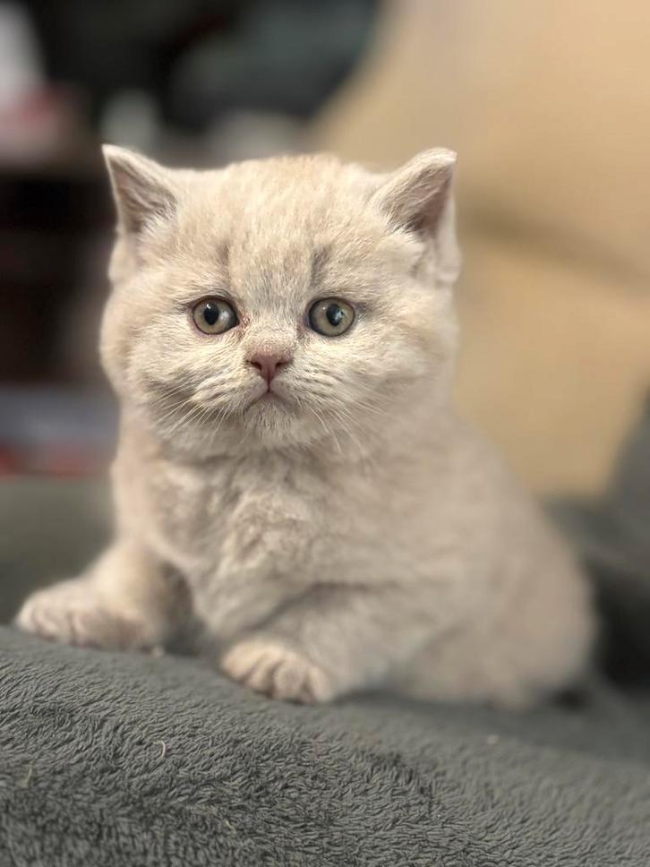 Brits korthaar met stamboom, Animaux & Accessoires, Chats & Chatons | Chats de race | Poil ras, Chatte ou Chat, 0 à 2 ans, Avec pedigree