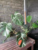 Monstera variegata, Huis en Inrichting, Kamerplanten, Ophalen