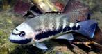 Tomocichla Underwoodi cichliden, Vis, Zoetwatervis