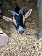 Dwerggeitjes, Dieren en Toebehoren, Meerdere dieren, Geit, 0 tot 2 jaar