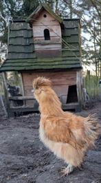 Prachtige jonge buff haan USA zijdehoen, Dieren en Toebehoren, Mannelijk, Kip