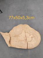 Boomstamtabletten voor boomstamtafel beuk, Doe-het-zelf en Bouw, Ophalen, Nieuw, Plank, 50 mm of meer