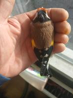 Kleine putters te koop, Dieren en Toebehoren, Mannelijk, Wildzangvogel