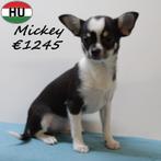 Mickey Chihuahua zwart tricolor - reutje te koop, 15 weken tot 1 jaar, CDV (hondenziekte), Buitenland, Eén hond