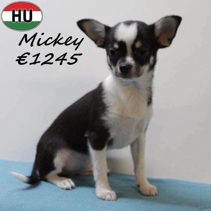 Mickey Chihuahua zwart tricolor - reutje te koop, Dieren en Toebehoren, Honden | Chihuahua's en Gezelschapshonden, Reu, Chihuahua