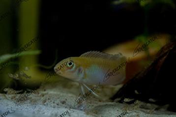 Nanochromis parilus F1 beschikbaar voor biedingen