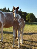 Merrieveulens, Dieren en Toebehoren, Paarden, Merrie, Ontwormd, 0 tot 2 jaar