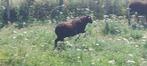 Ouessant rammetjes, Dieren en Toebehoren, Mannelijk, Schaap, 0 tot 2 jaar