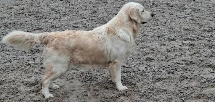 Étalon Golden Retriever avec pedigree pour saillie (stamboom, Animaux & Accessoires, Chiens | Retrievers, Épagneuls & Chiens d'eau