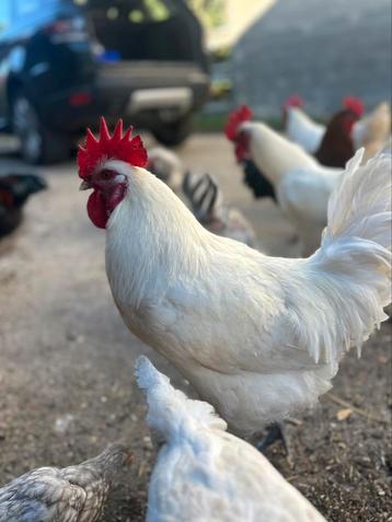 Zware hanen te koop beschikbaar voor biedingen