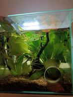Aquarium en alle toebehoren, Dieren en Toebehoren, Vis, Zoetwatervis