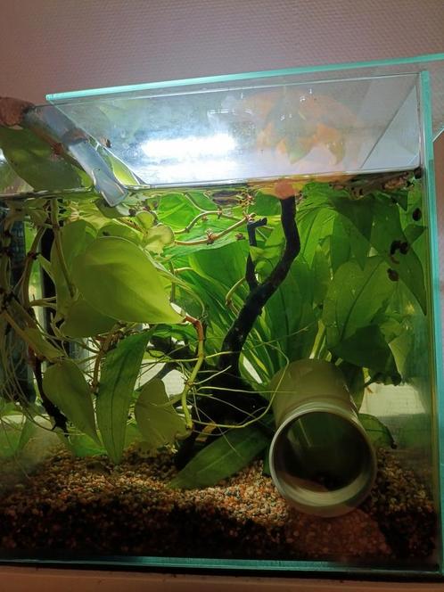 Aquarium en alle toebehoren, Dieren en Toebehoren, Vissen | Aquariumvissen, Zoetwatervis, Vis