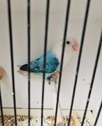 Agapornis fischeri blauw opaline pop, Dieren en Toebehoren, Vrouwelijk, Dwergpapegaai of Agapornis, Geringd
