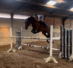 Paarden opleiding en uitbrengen op wedstrijd. Regio Lanaken, Animaux & Accessoires, Chevaux