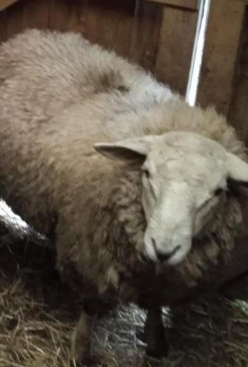 Mouton à vendre 