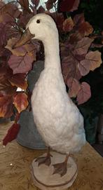 Grote opgezette Indische loopeend, Antiek en Kunst, Curiosa en Brocante, Ophalen