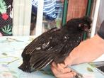 Kippen, Dieren en Toebehoren, Geslacht onbekend