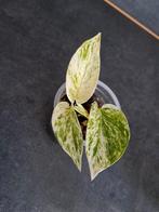 Epipremnum snow queen nr 9, Enlèvement