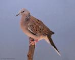 Tortelduiven, Animaux & Accessoires, Oiseaux | Pigeons, Sexe inconnu, Tourterelle